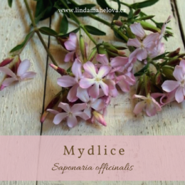 Mydlice lékařská